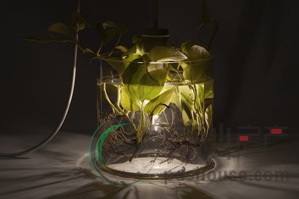 创意家居：环保给力的花瓶植物灯